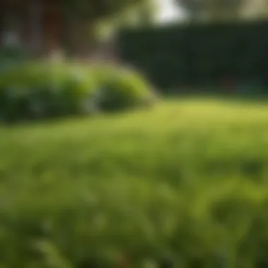 Lush and Healthy Lawn Healthy lawn showcasing vibrant grass growth