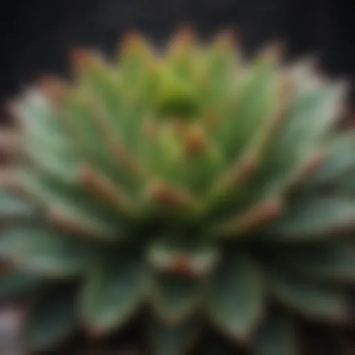 A close-up view of a succulent plant with droplets of water on its leaves