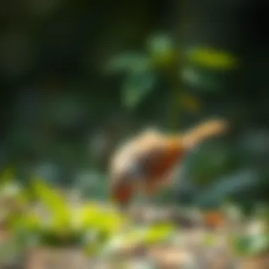 A bird foraging on the ground for natural food sources