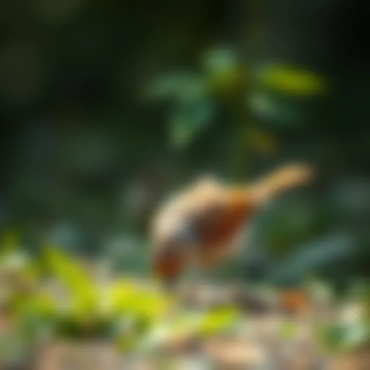 A bird foraging on the ground for natural food sources